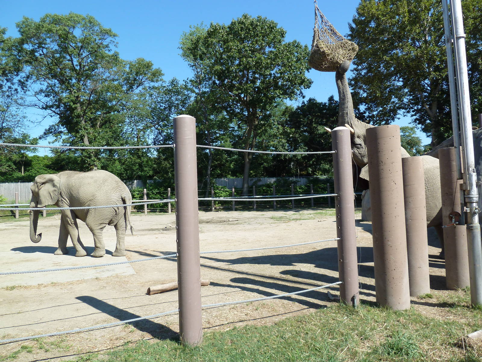 African Elephant Exhibit