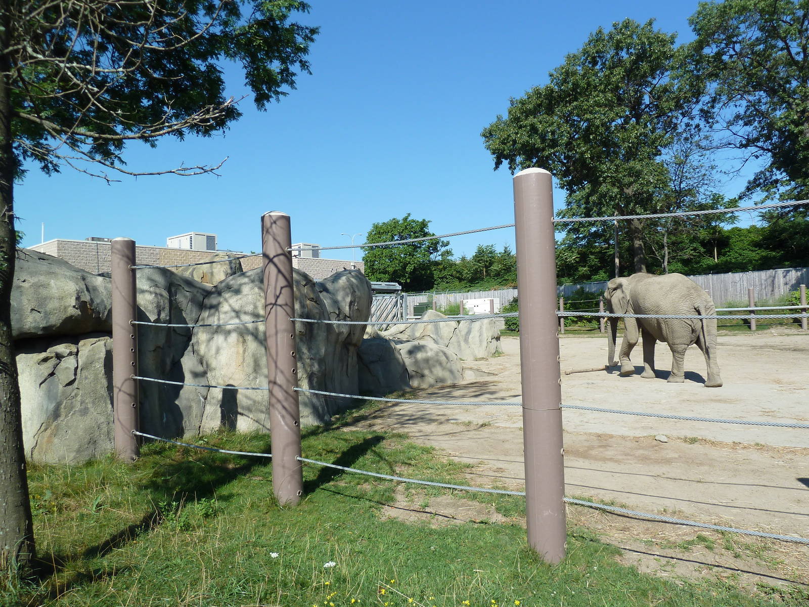 African Elephant Exhibit