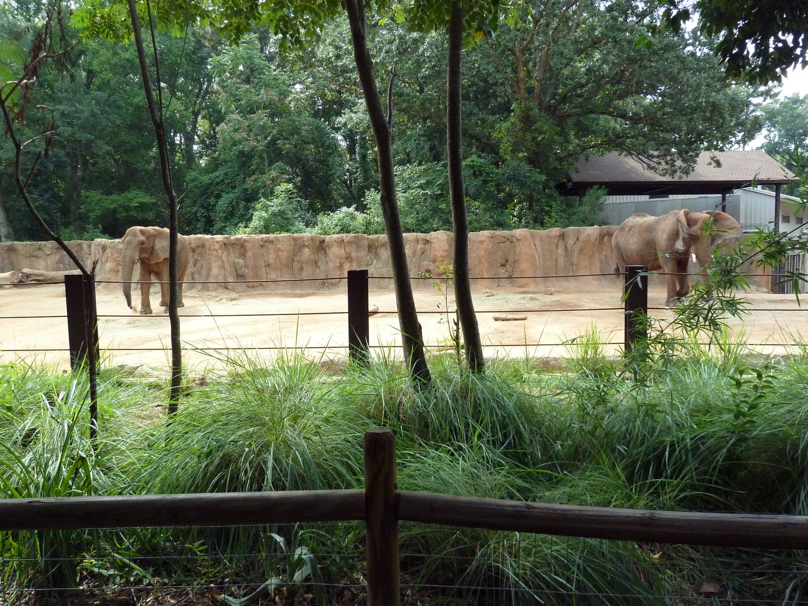 African Elephant Exhibit