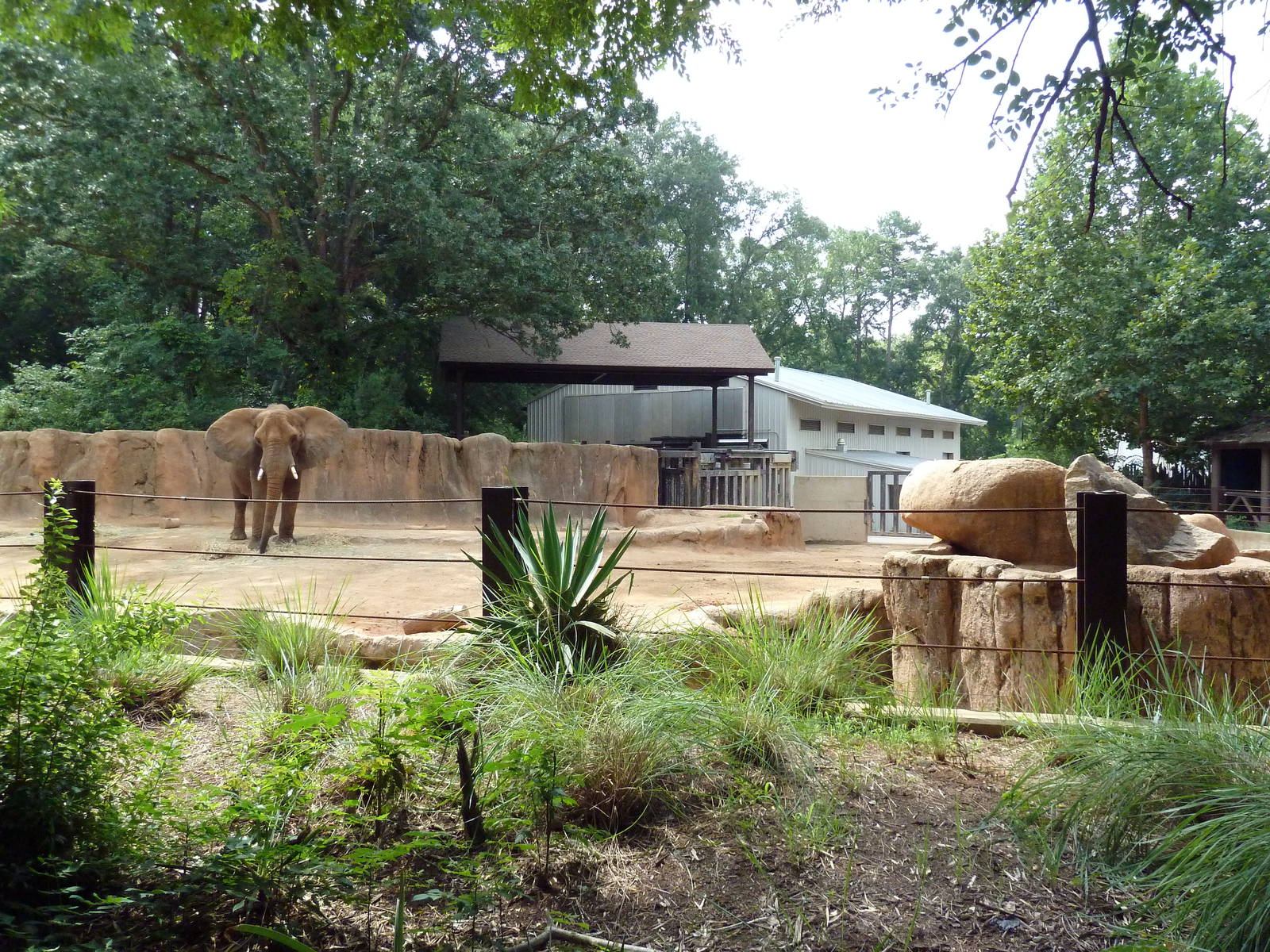 African Elephant Exhibit