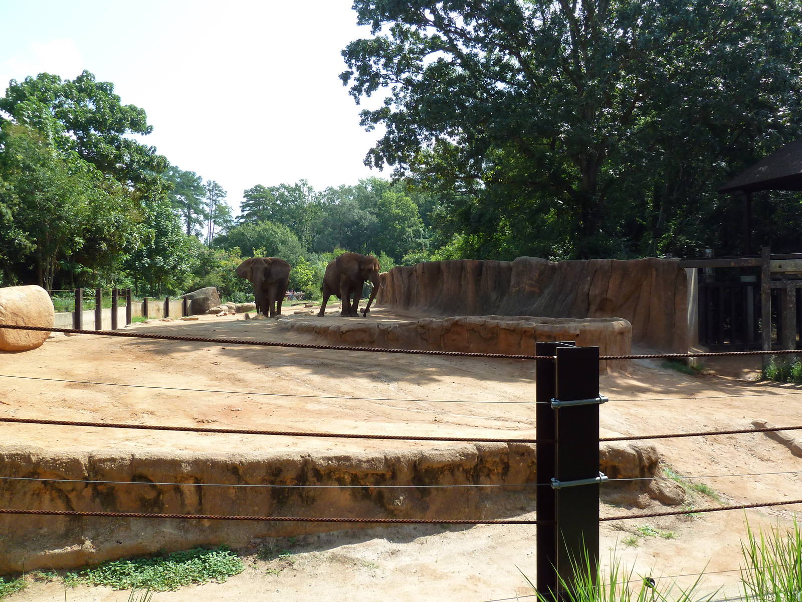 African Elephant Exhibit