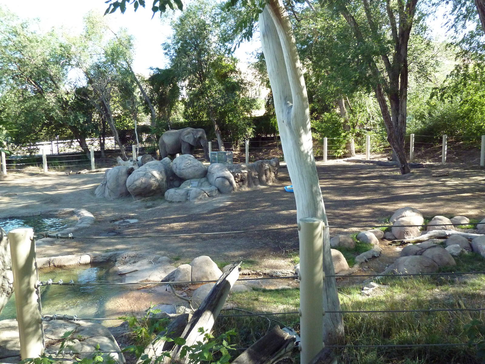 African Elephant Exhibit