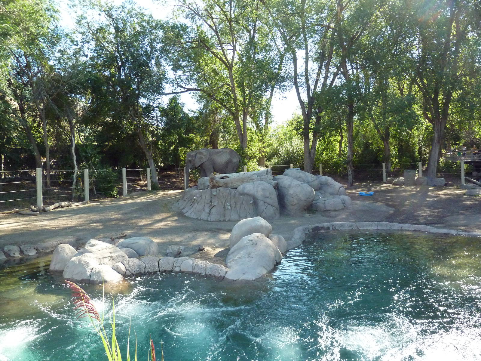 African Elephant Exhibit