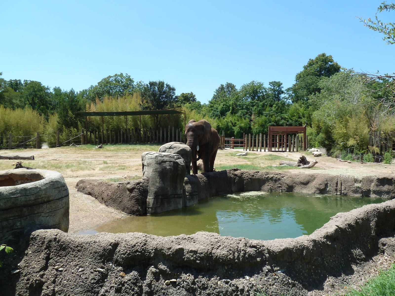 African Elephant Exhibit