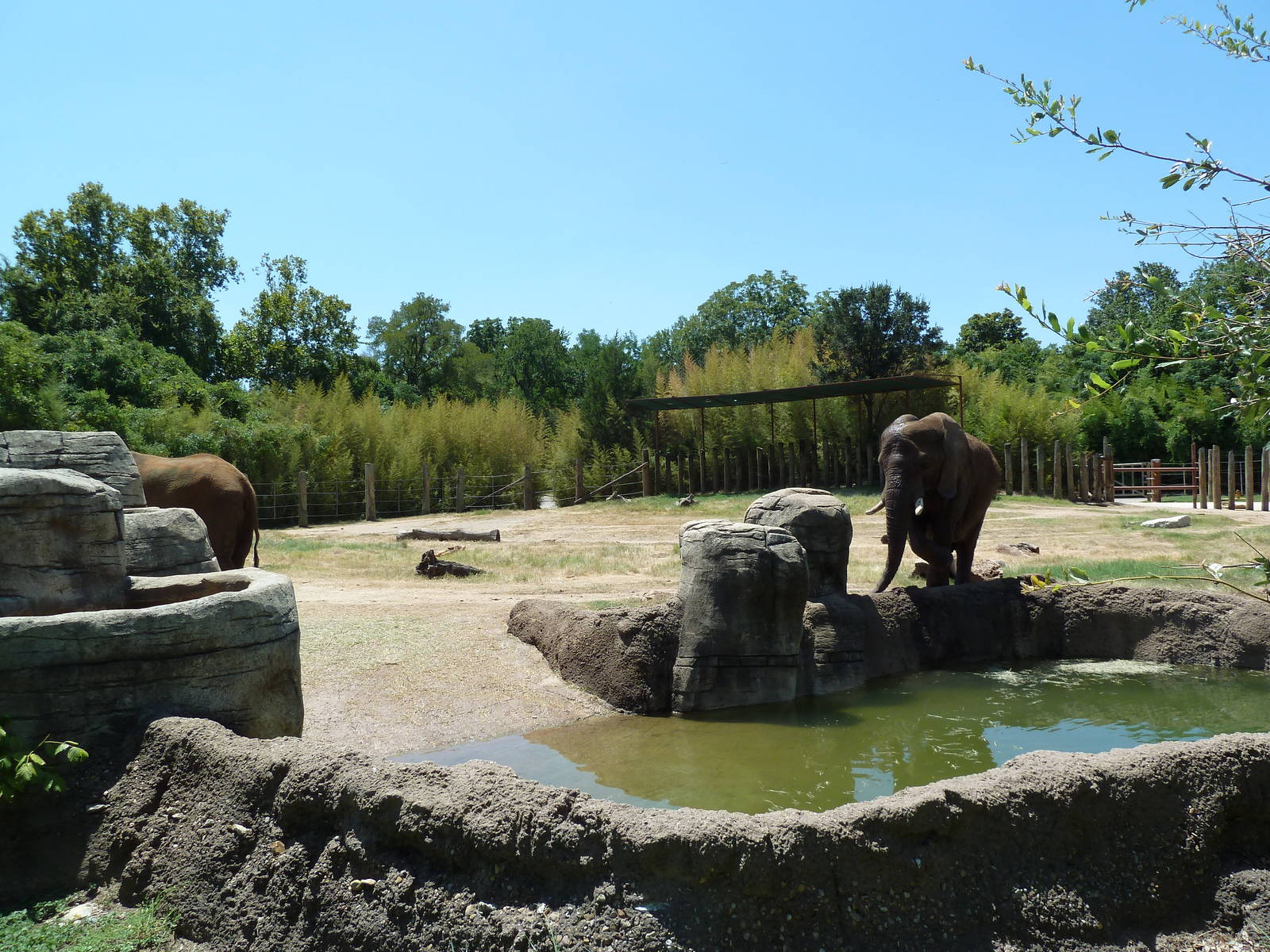 African Elephant Exhibit