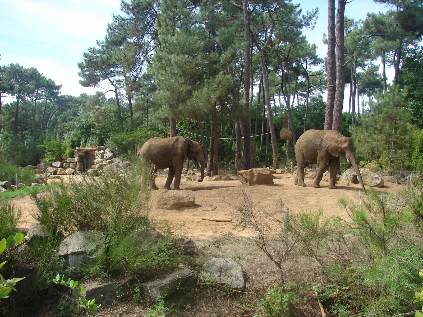 African elephant exhibit