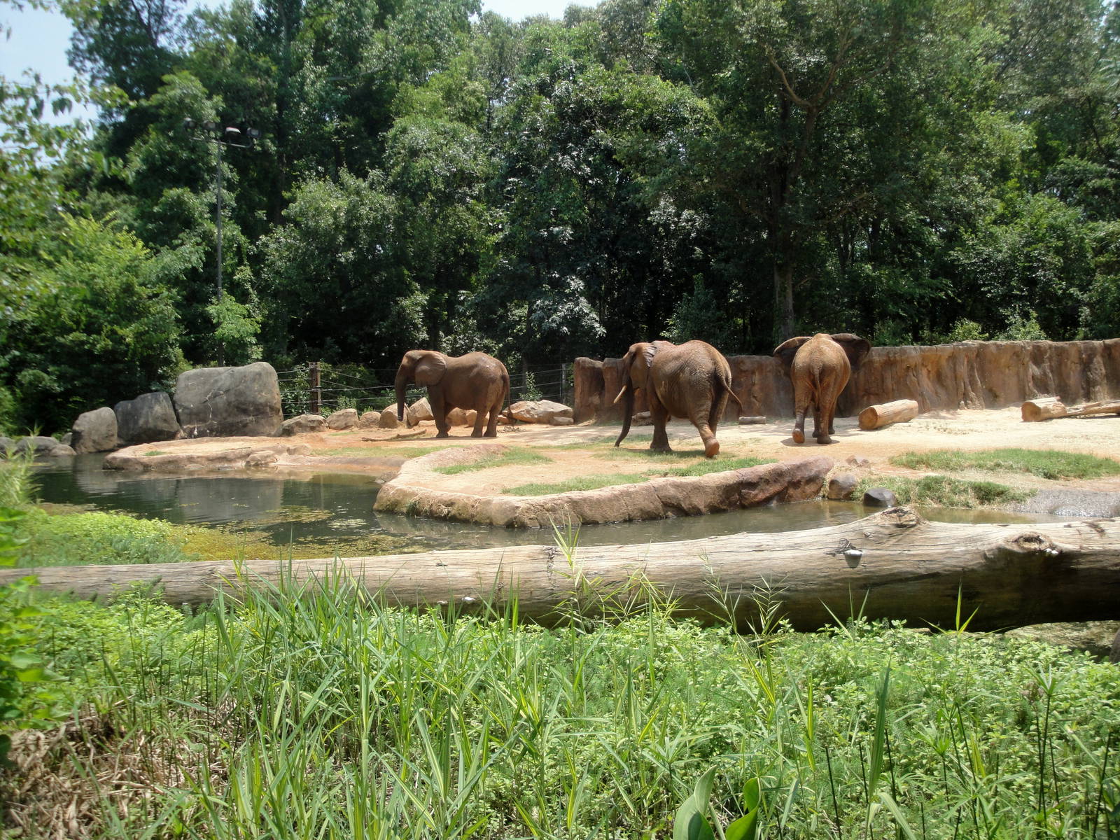 African Elephant Exhibit