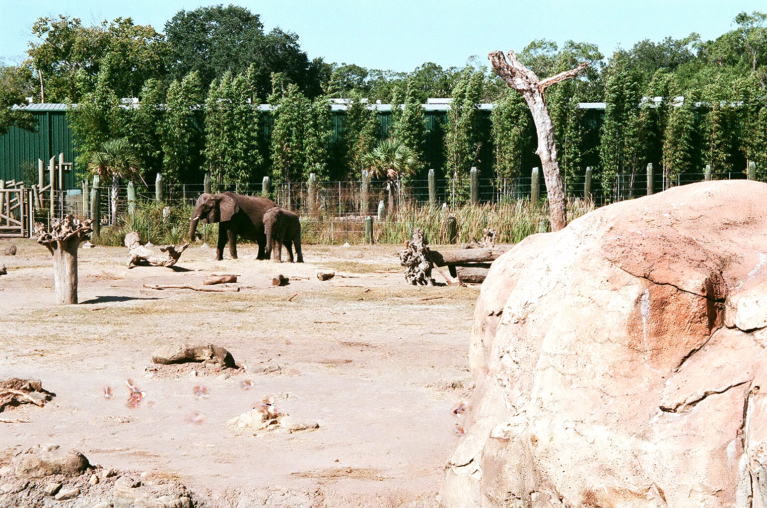 African Elephant Exhibit