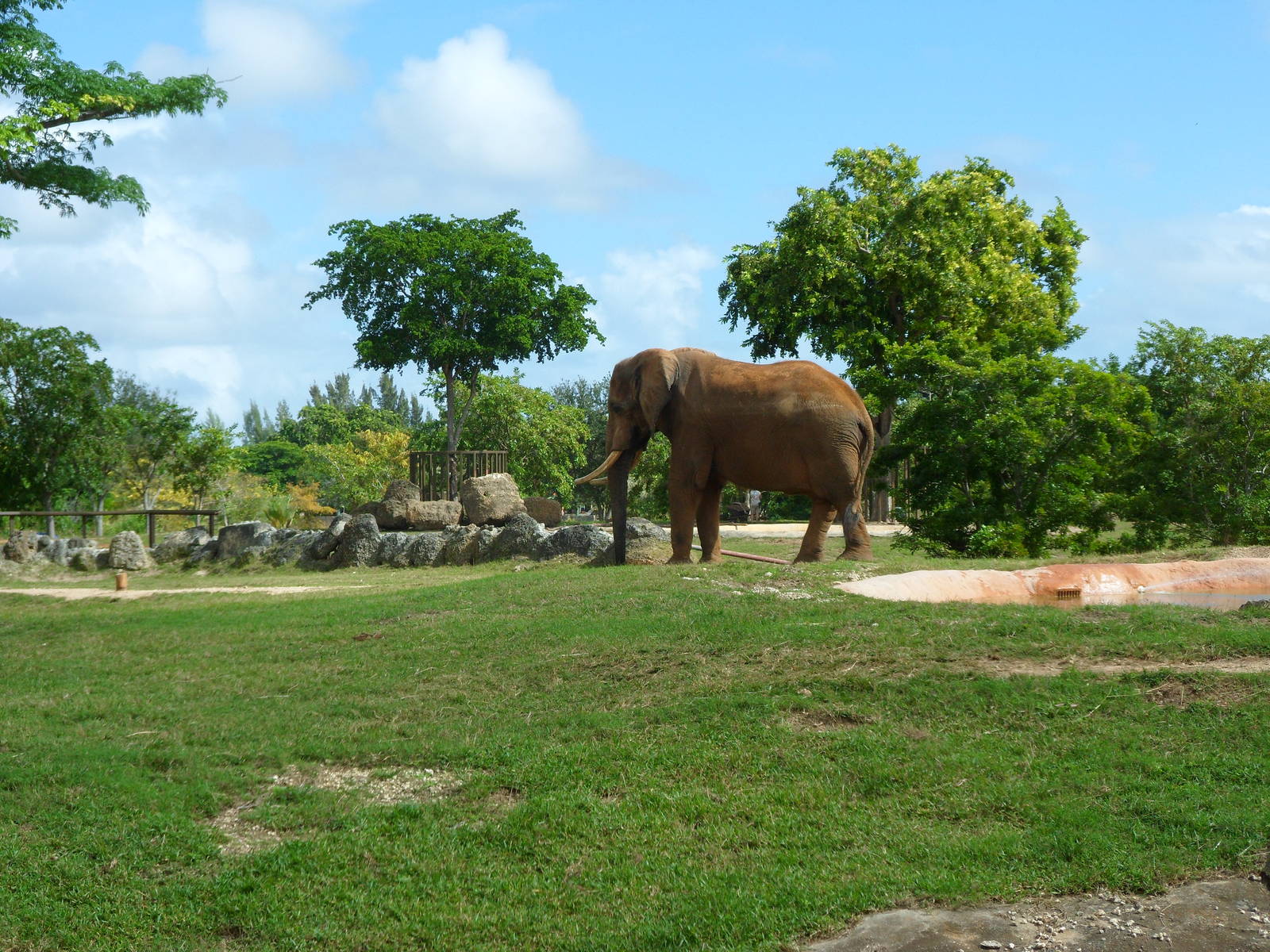African Elephant Exhibit