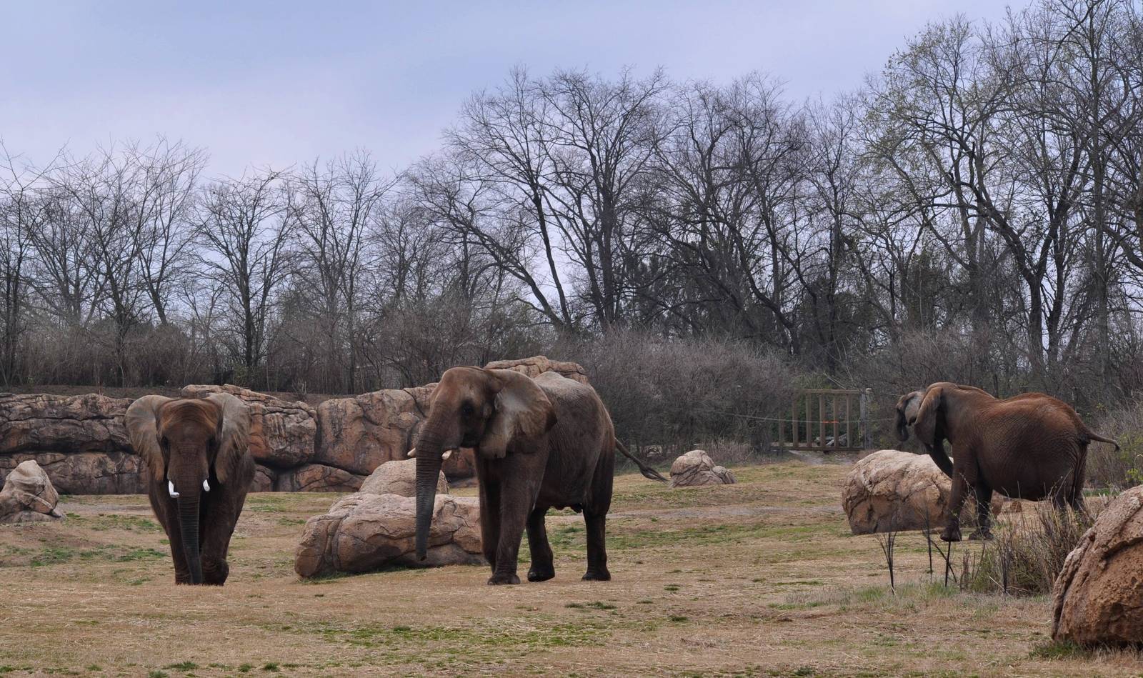 African Elephant Exhibit