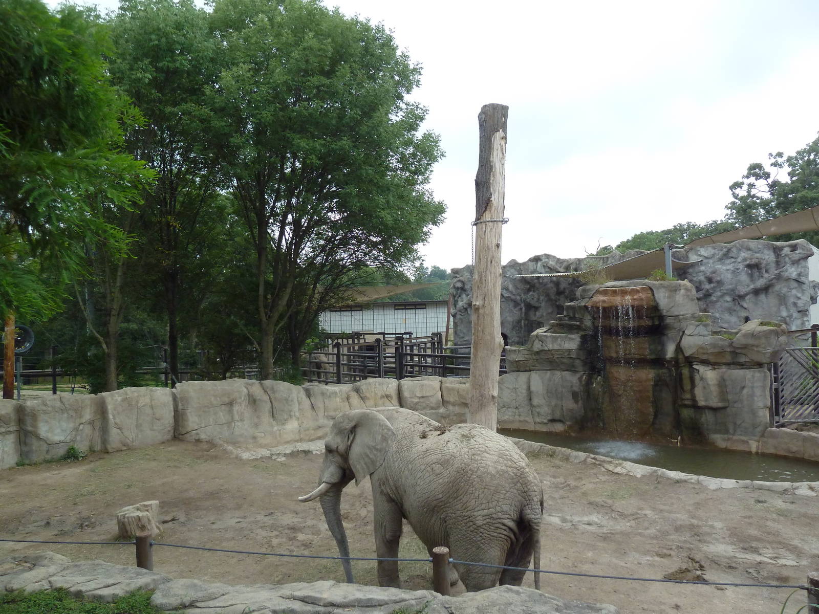 African Elephant Exhibit