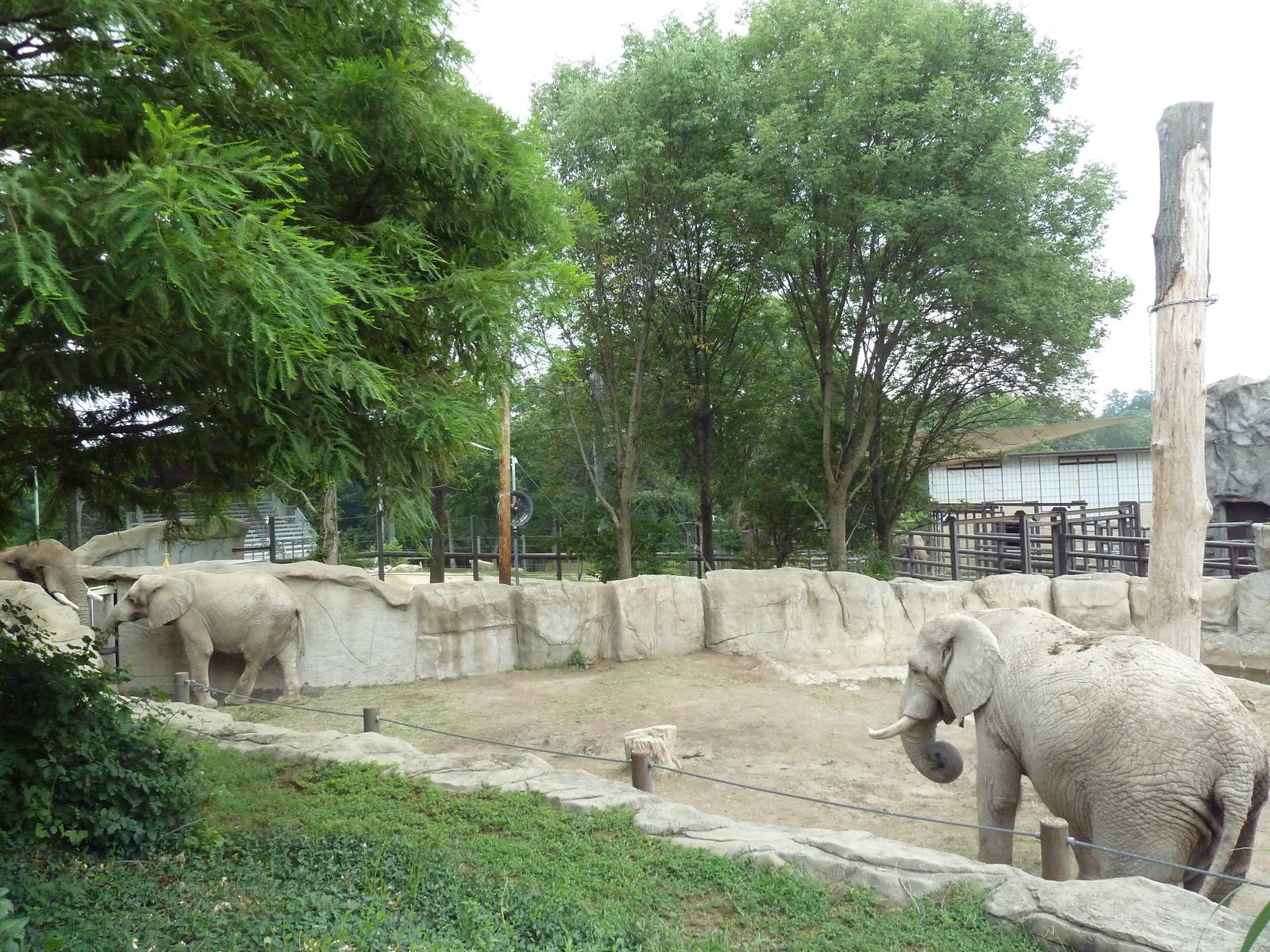 African Elephant Exhibit