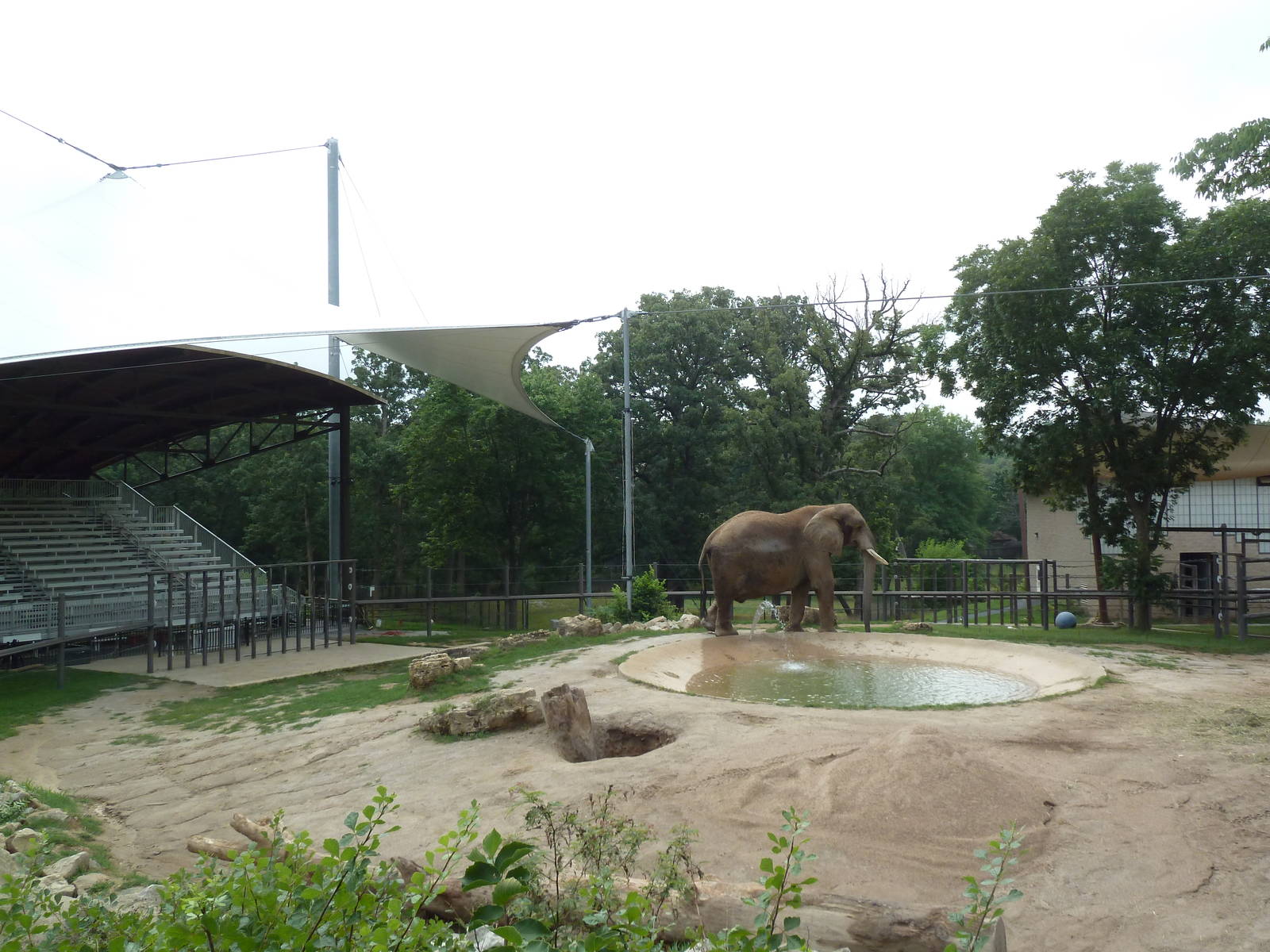 African Elephant Exhibit