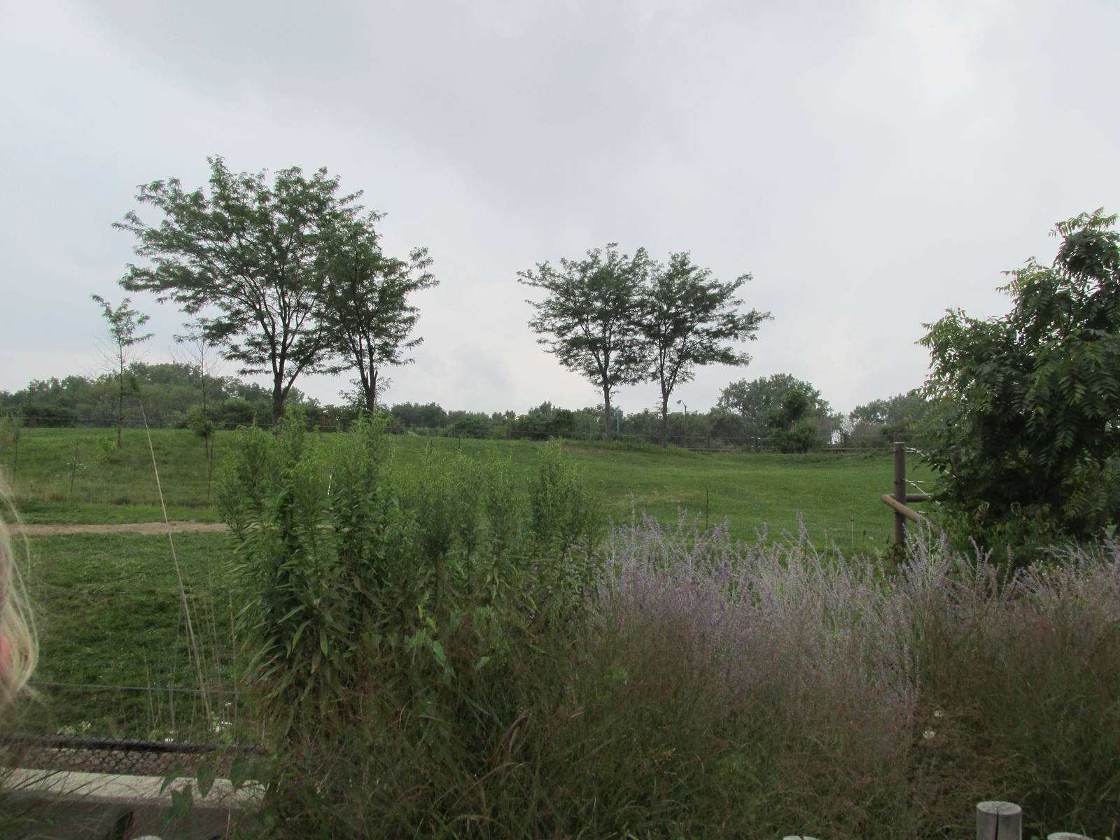African Elephant Exhibit