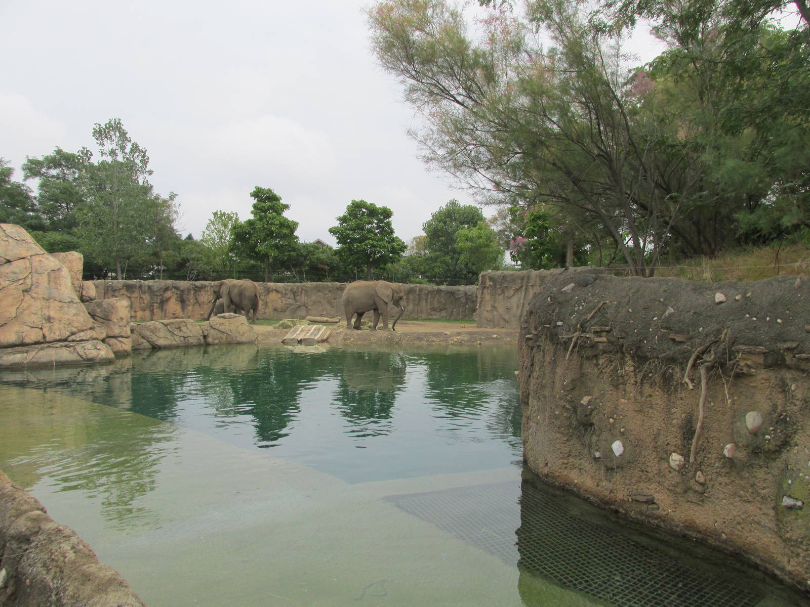 African Elephant Exhibit