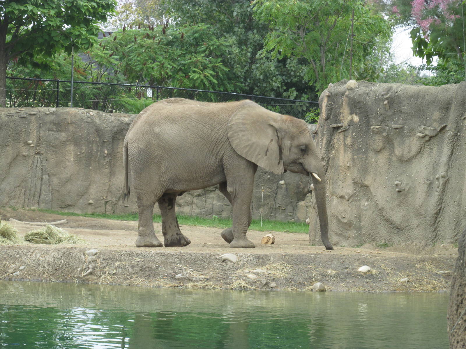 African Elephant Exhibit