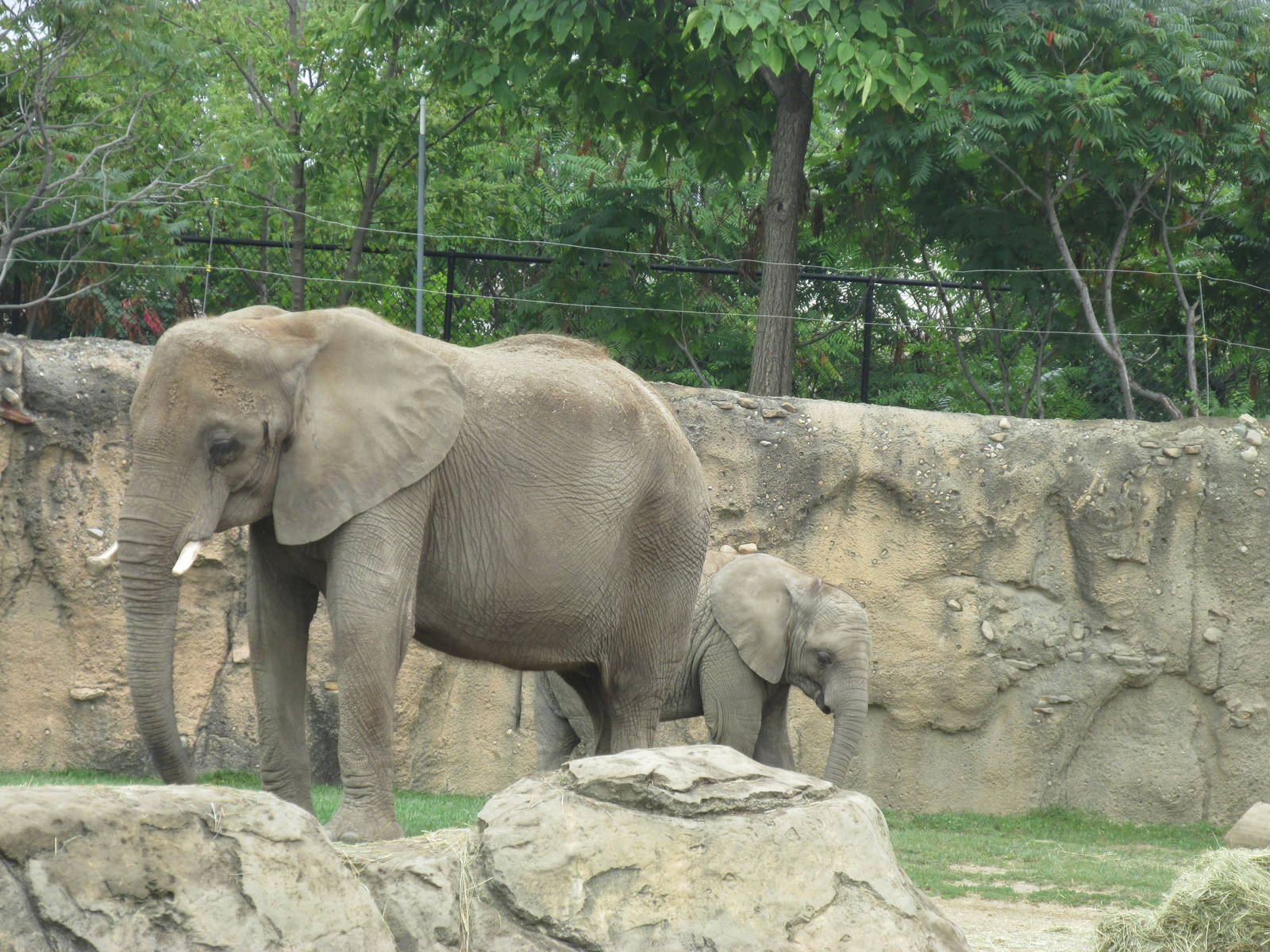 African Elephant Exhibit