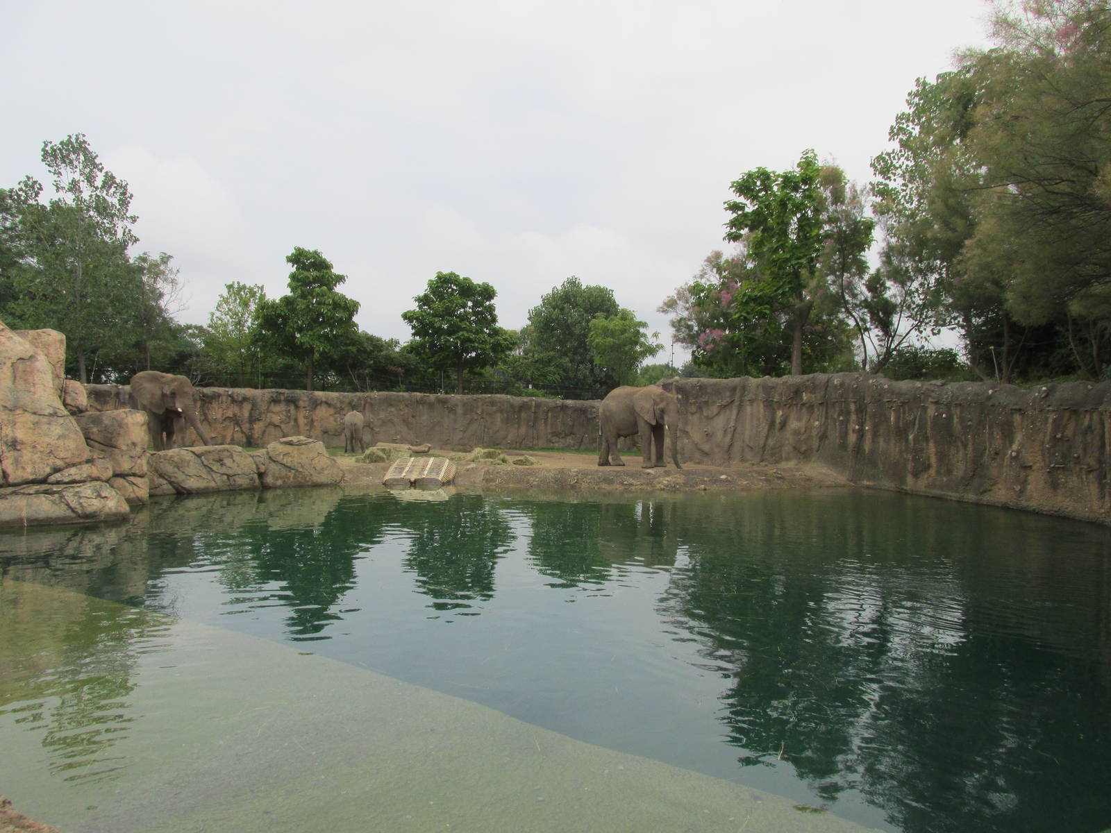 African Elephant Exhibit
