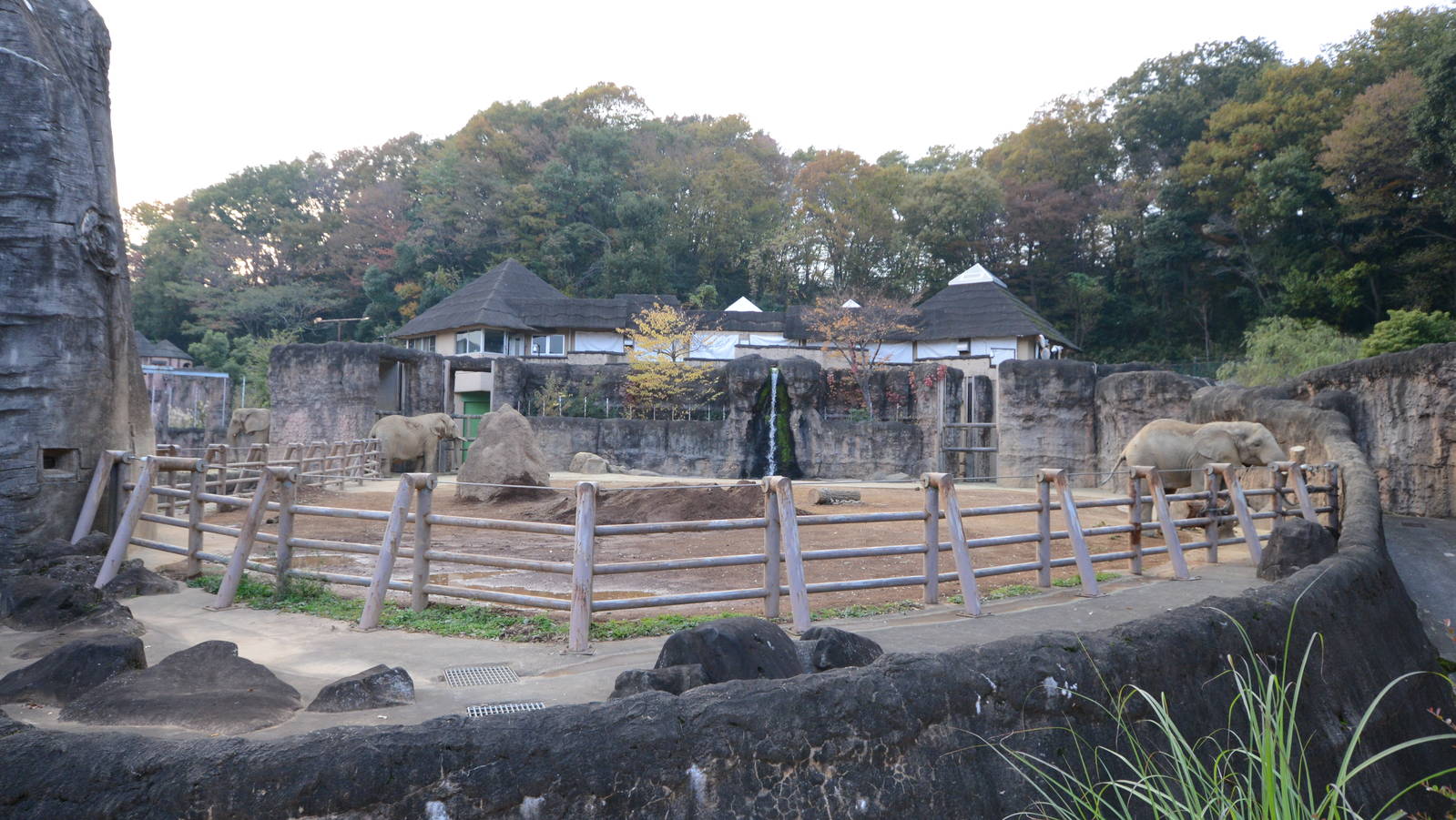 African elephant exhibit