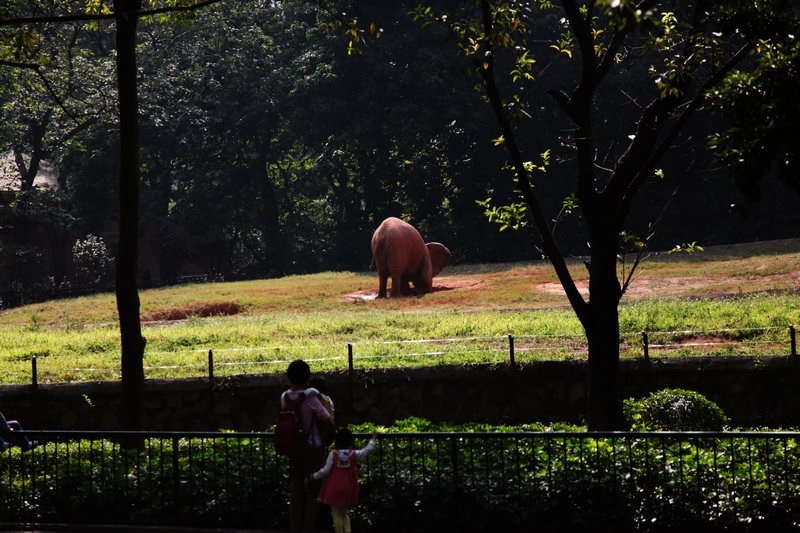 African elephant exhibit