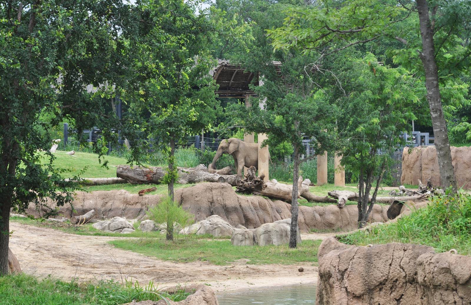 African Elephant Exhibit