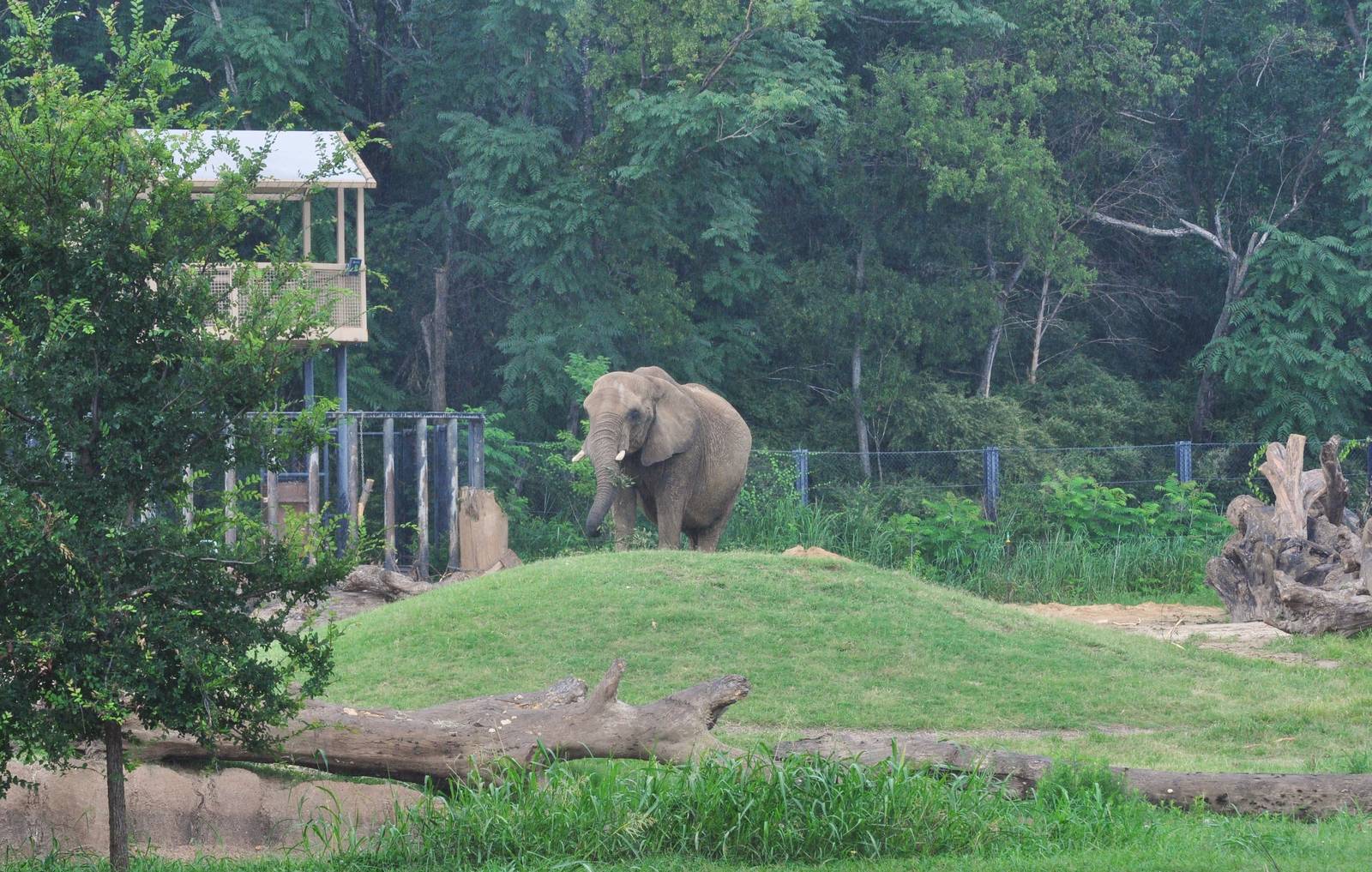 African Elephant Exhibit
