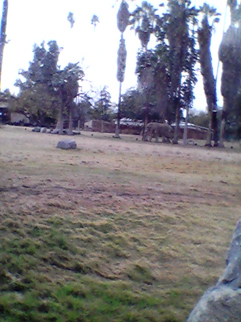 African elephant exhibit