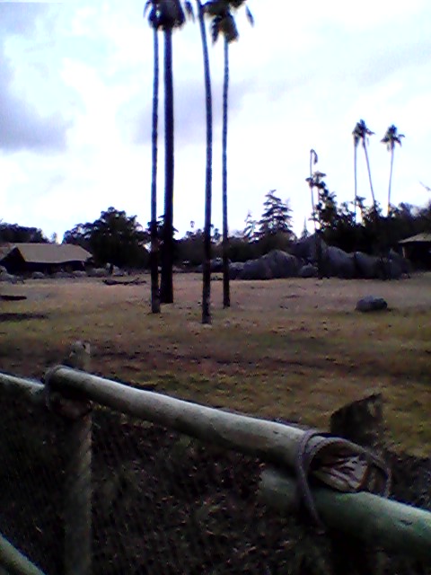 African elephant exhibit