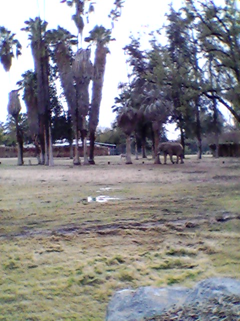 African elephant exhibit