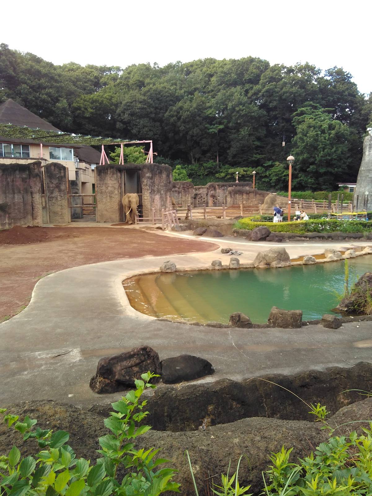 African elephant exhibit
