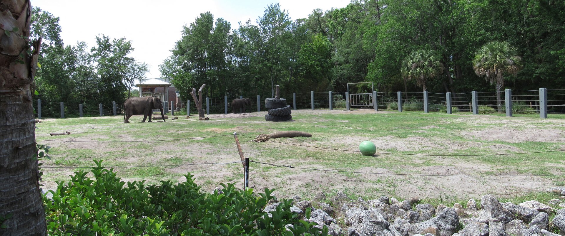 African Elephant Exhibit