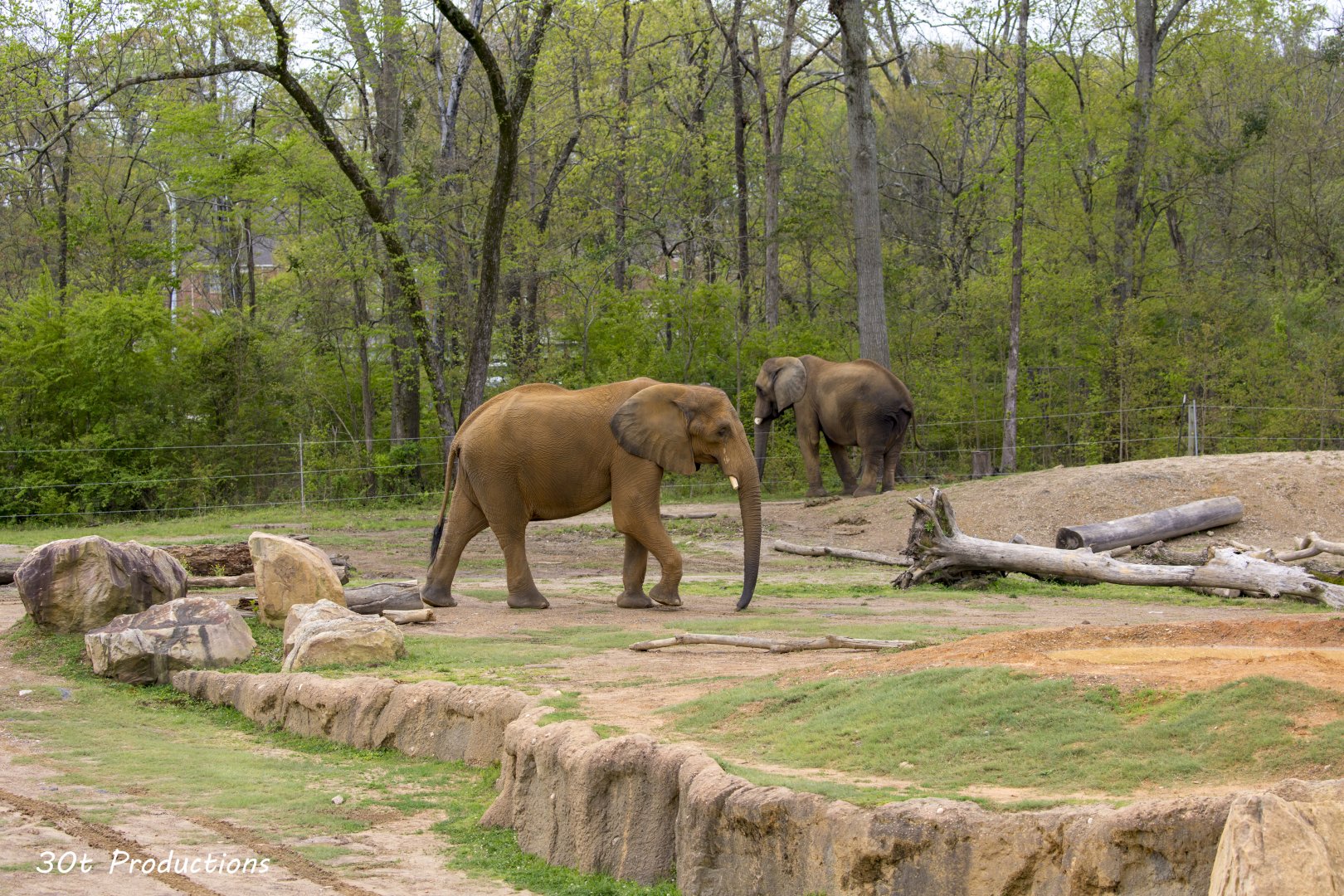 African Elephant Exhibit
