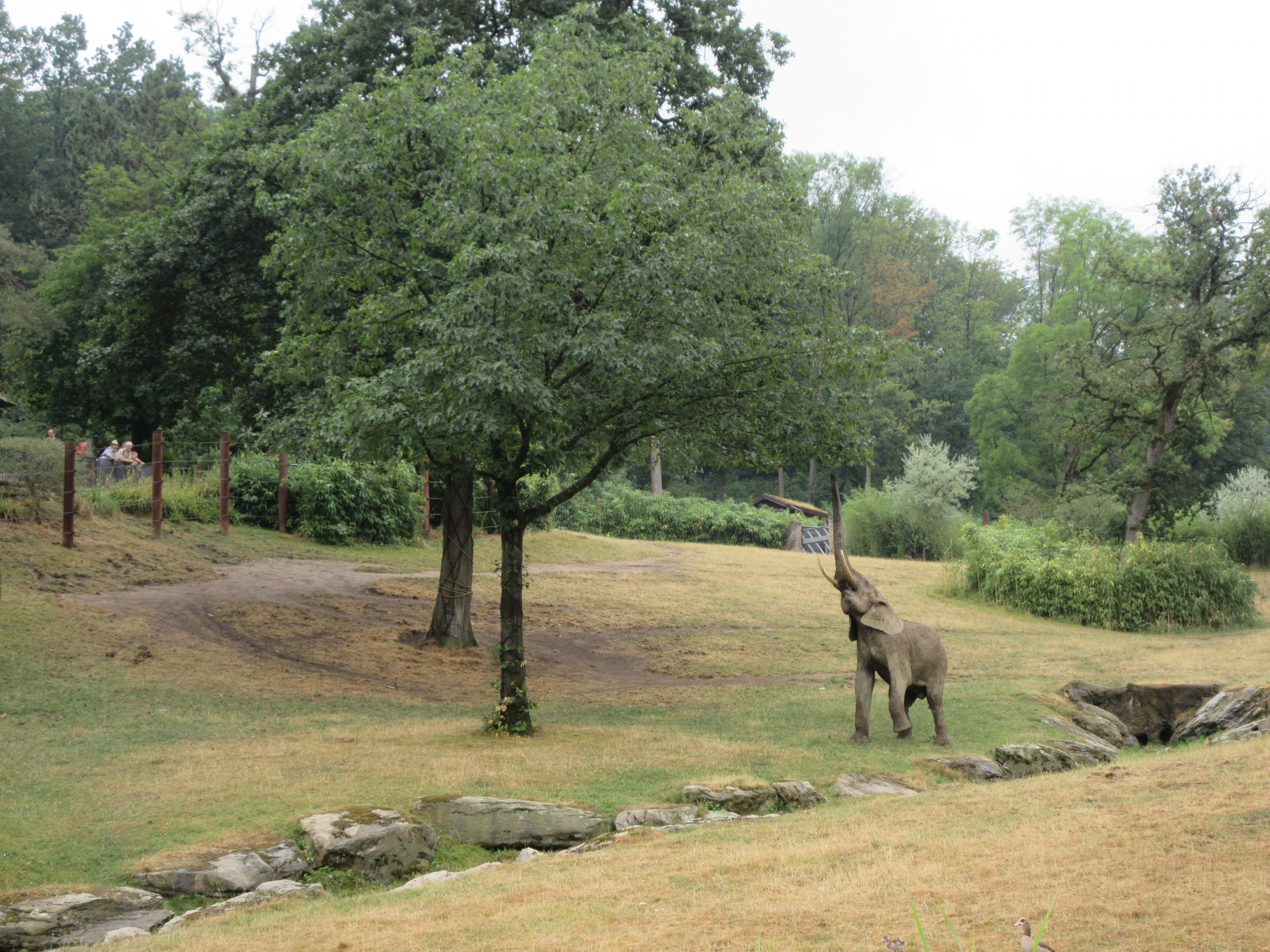 African Elephant Exhibit