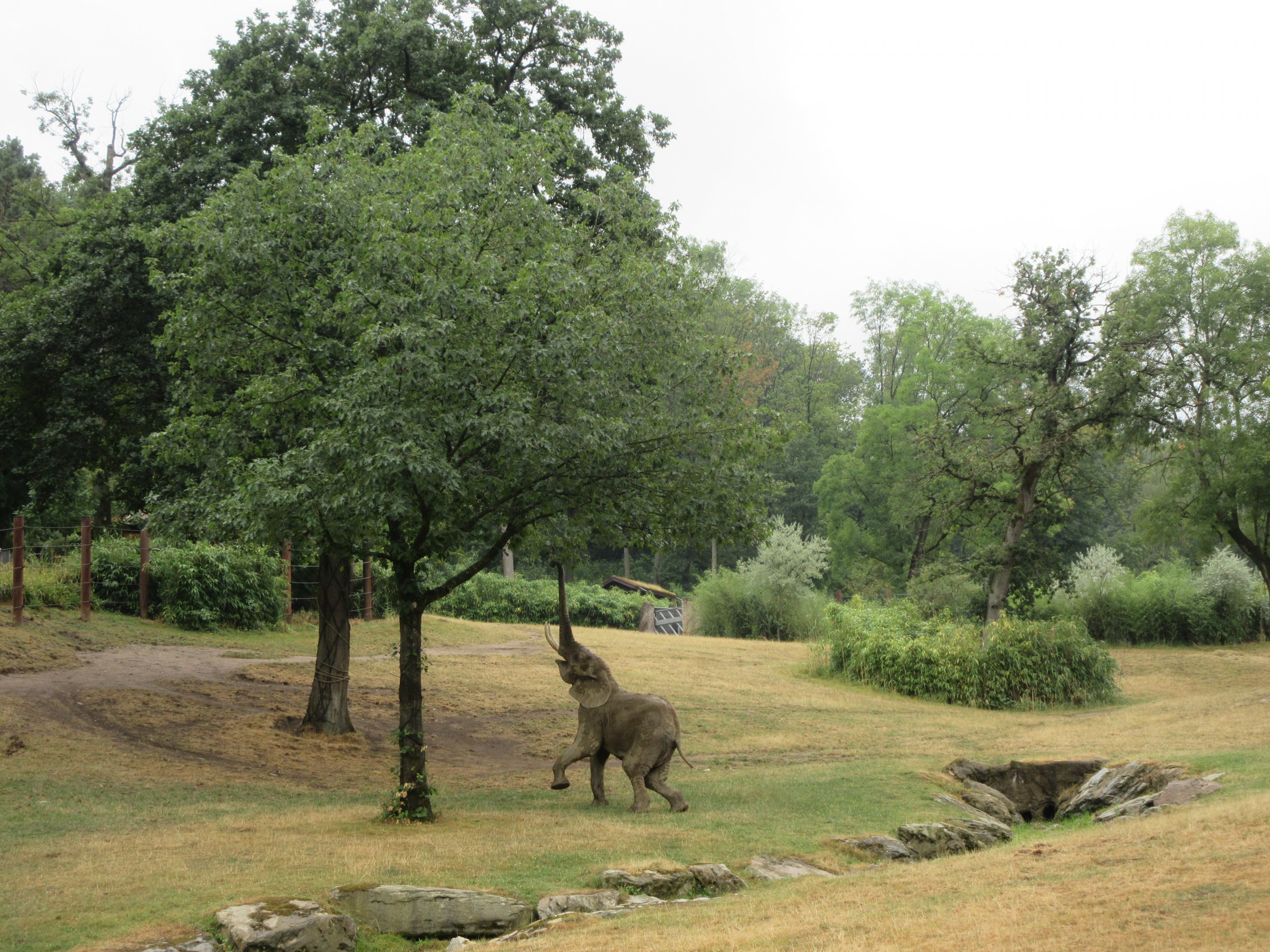African Elephant Exhibit