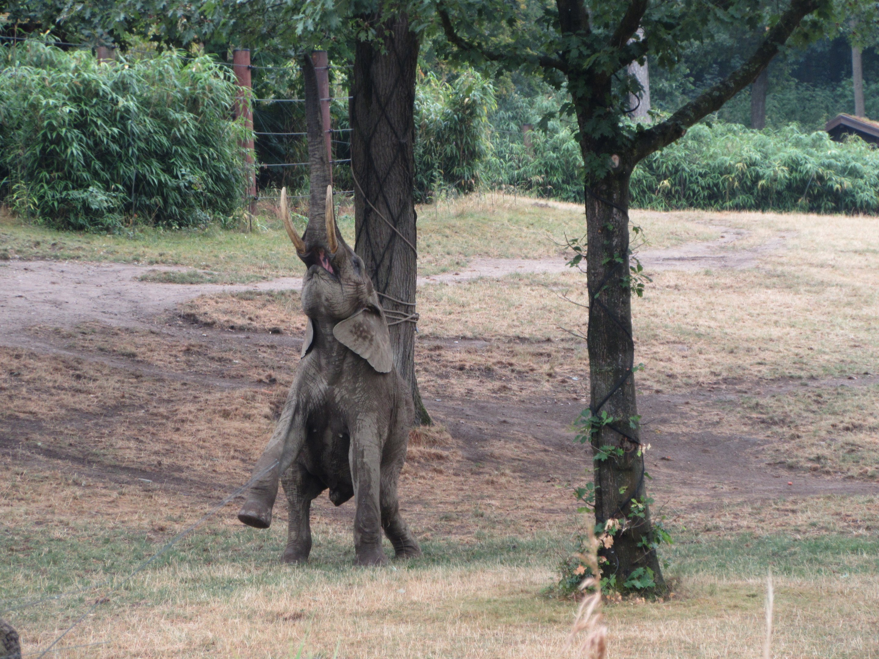 African Elephant Exhibit