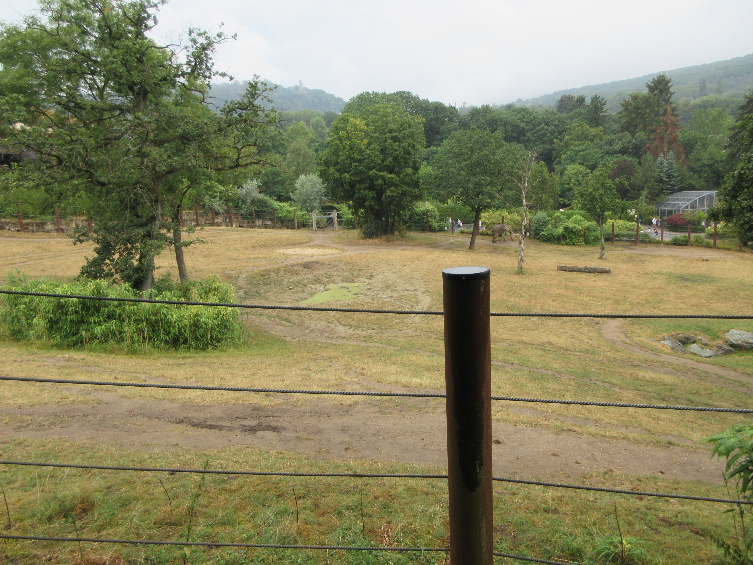 African Elephant Exhibit