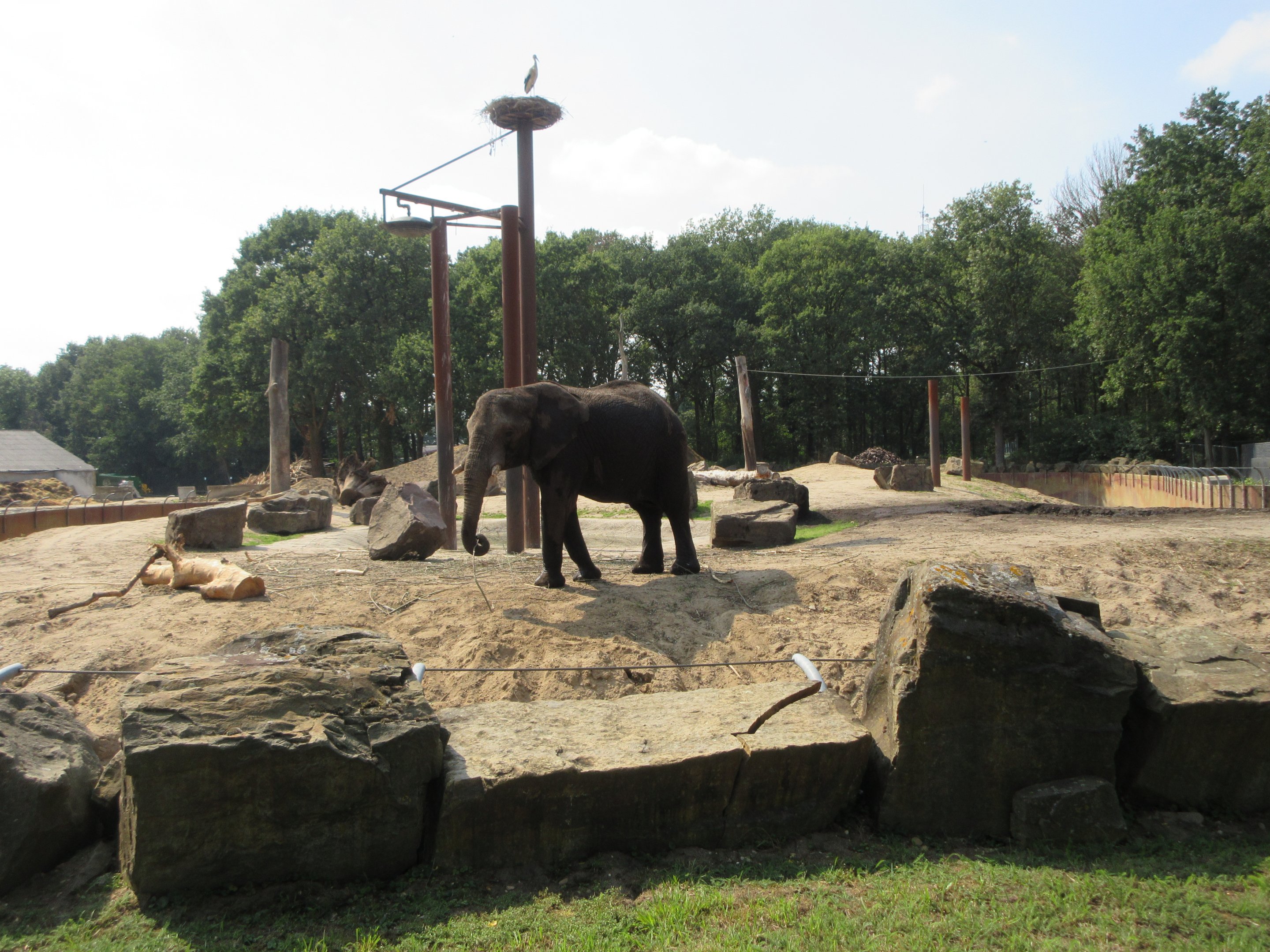 African Elephant Exhibit