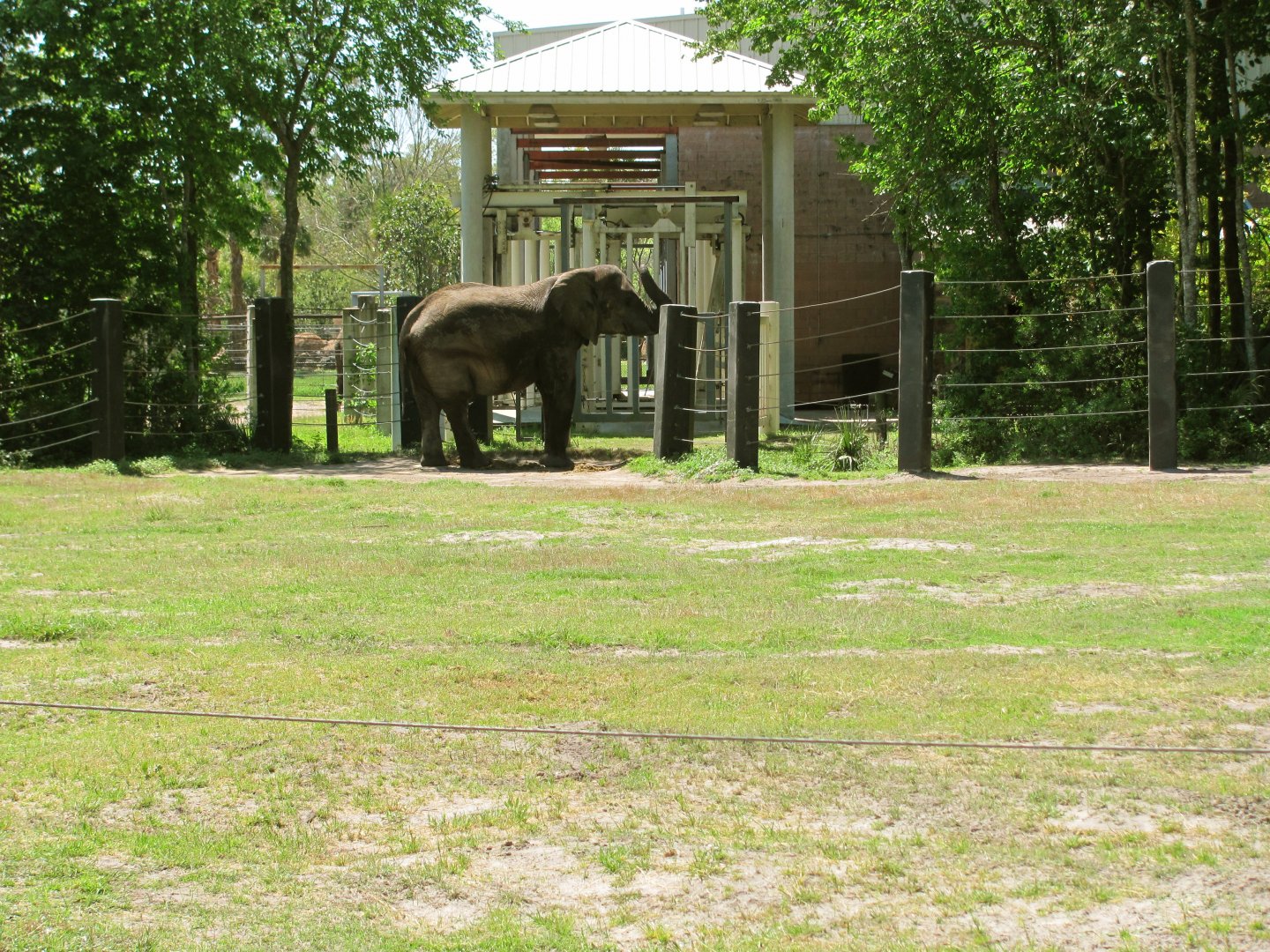 African Elephant Exhibit