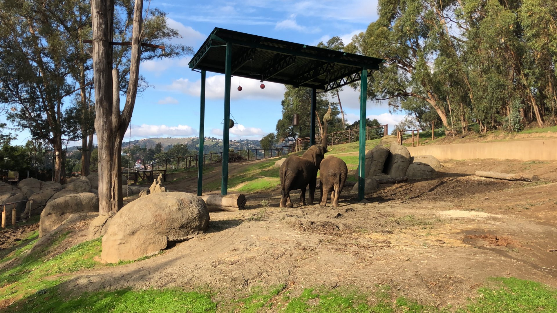 African elephant exhibit
