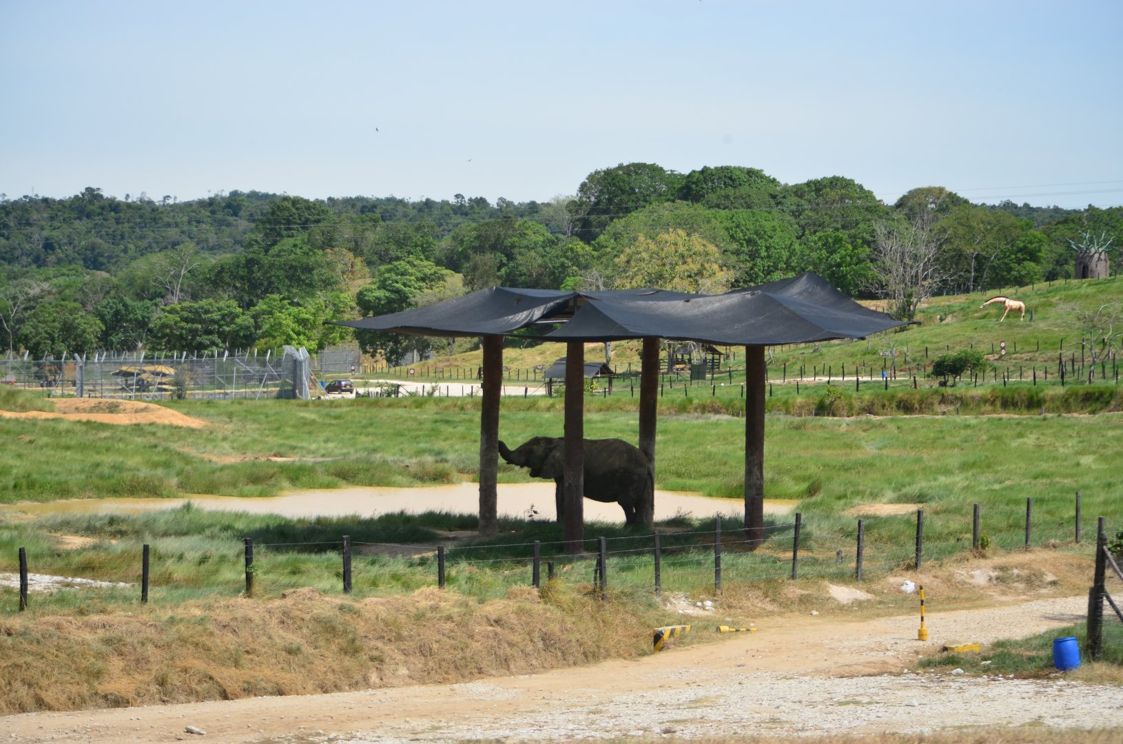 African elephant exhibit