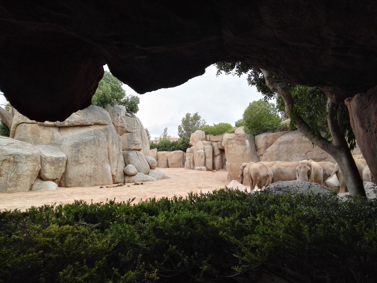 African Elephant exhibit
