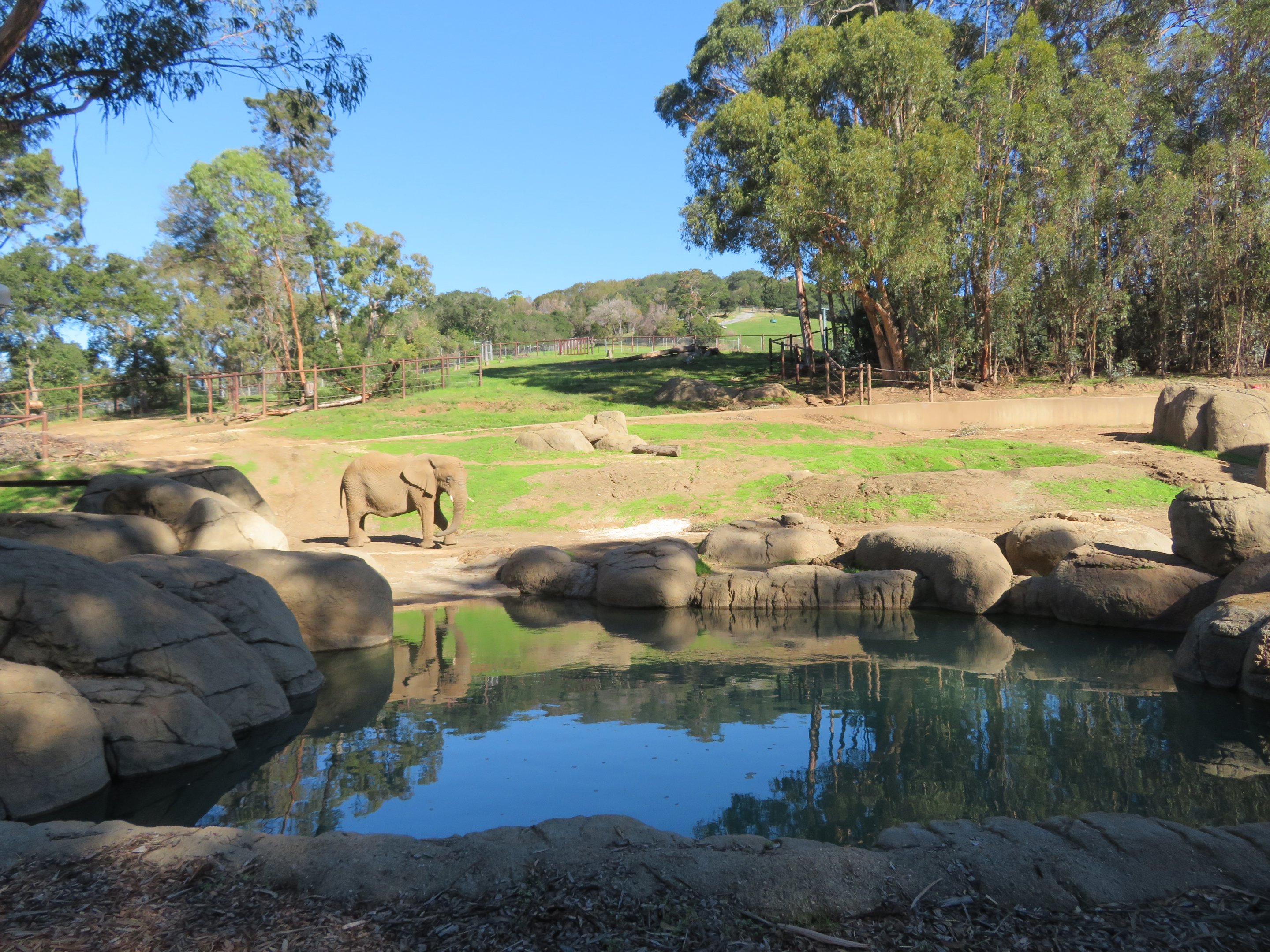 African Elephant Exhibit