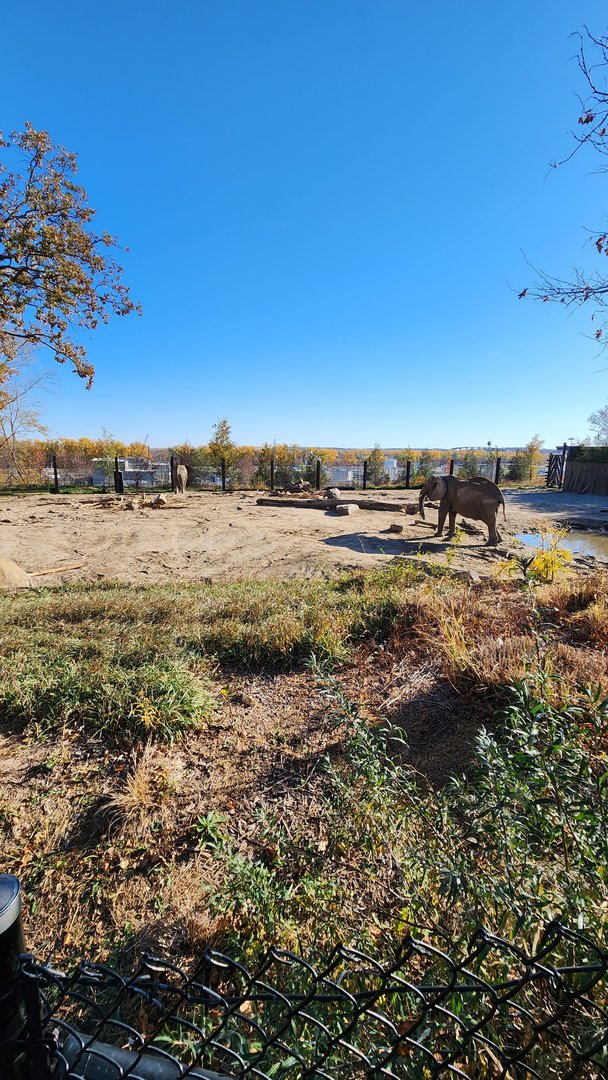 African Elephant Exhibit