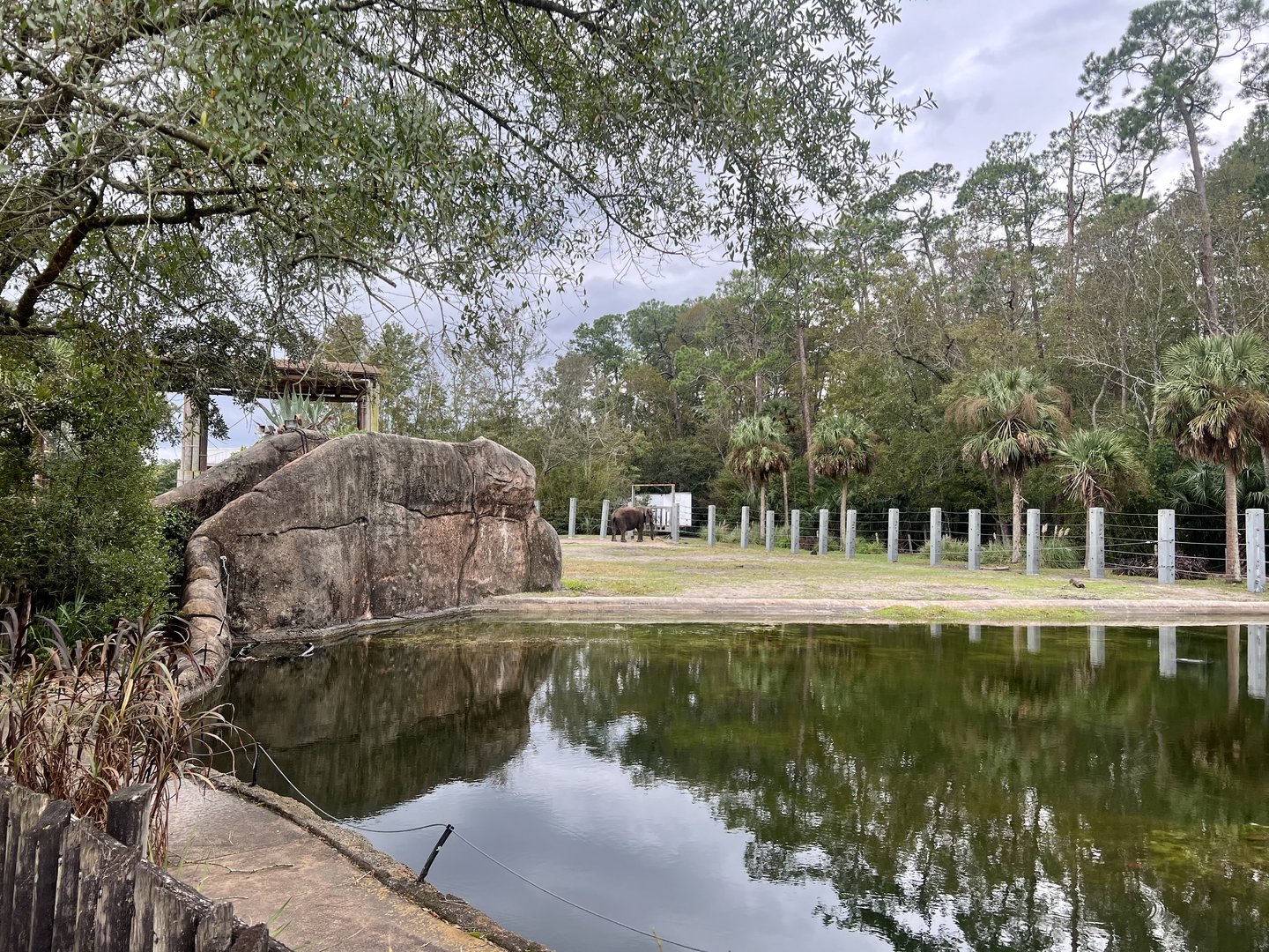 African Elephant Exhibit