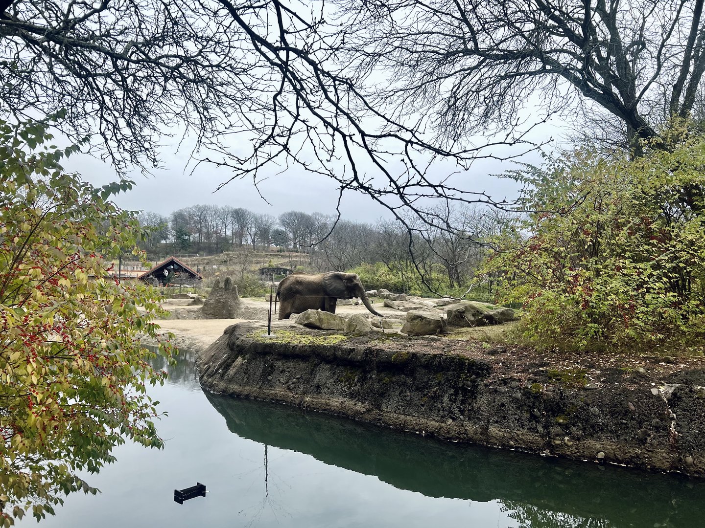 African Elephant Exhibit