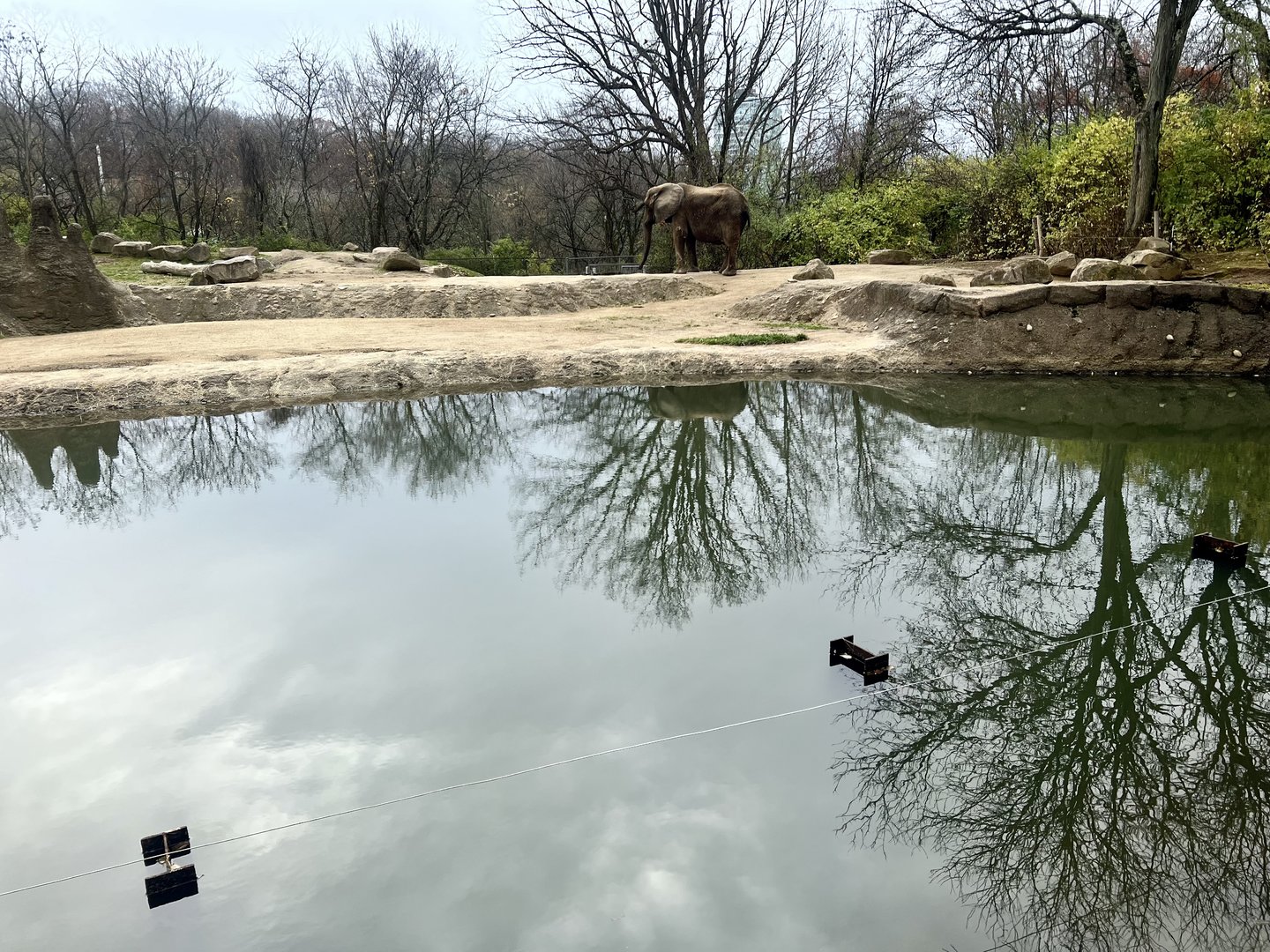 African Elephant Exhibit