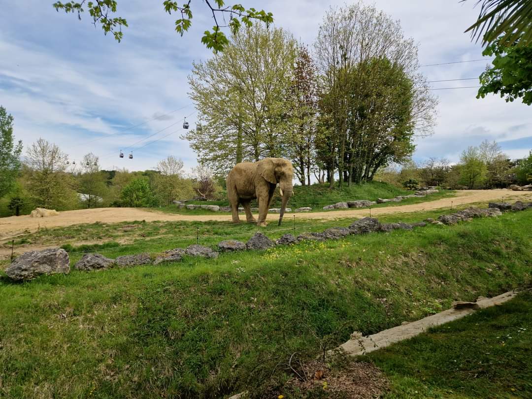 African Elephant exhibit