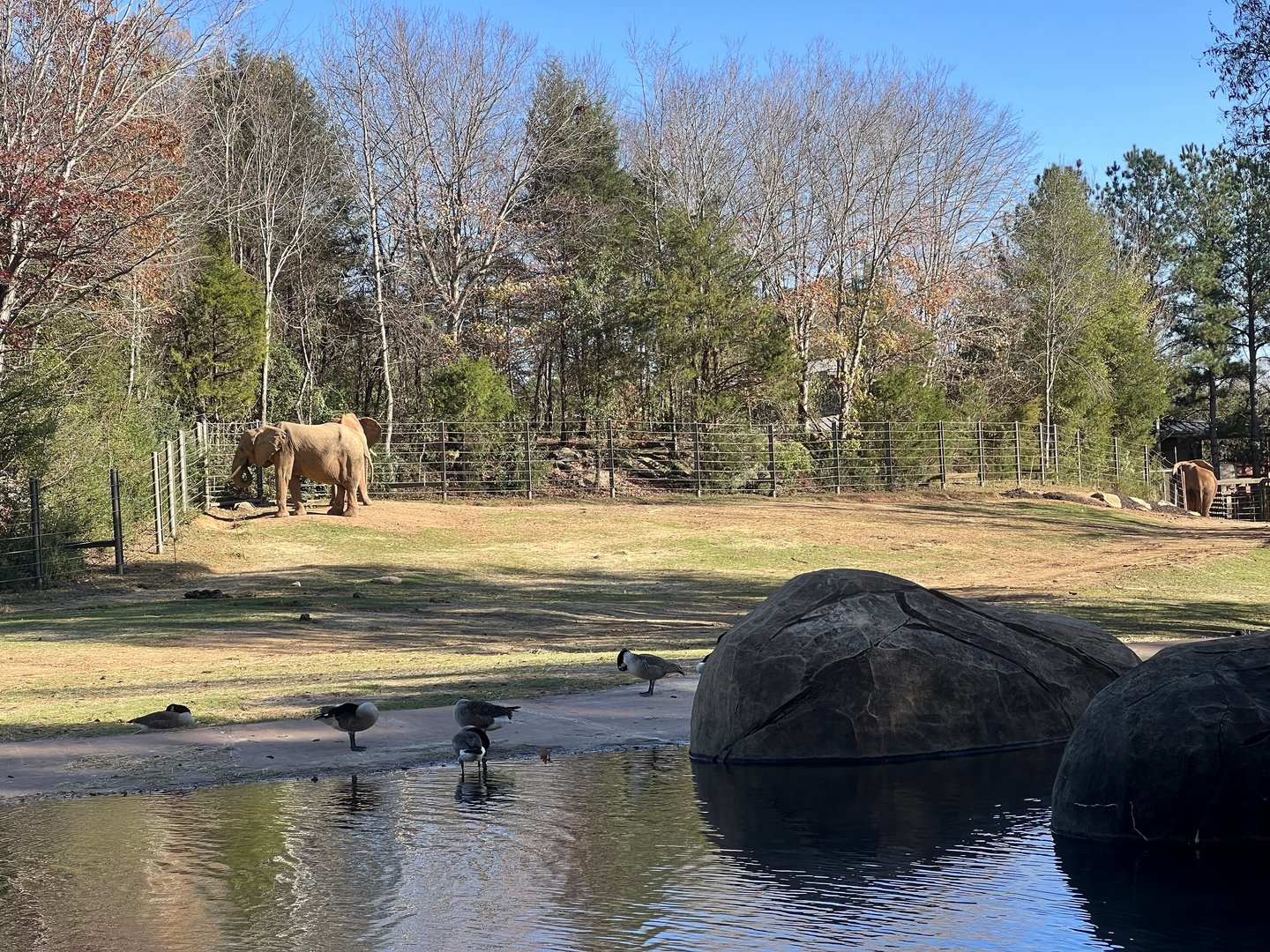 African Elephant Exhibit