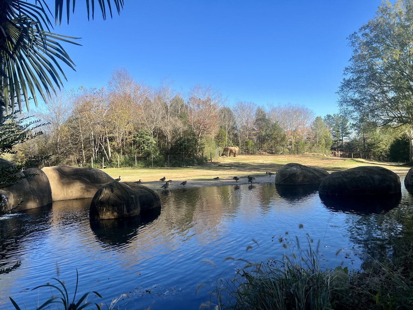 African Elephant Exhibit