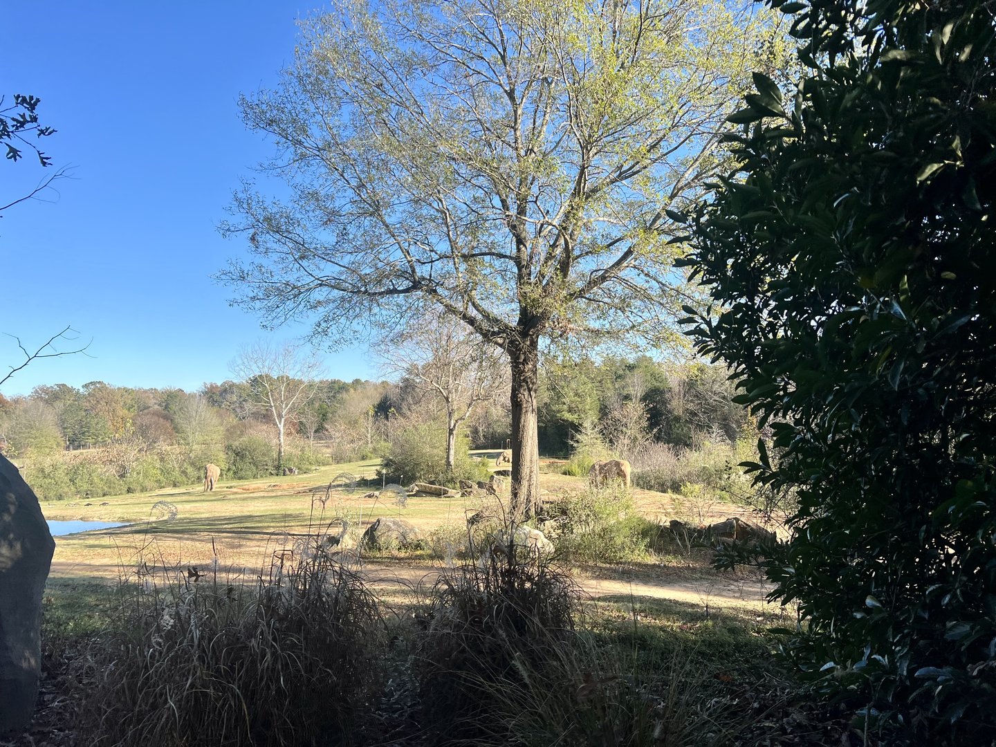 African Elephant Exhibit